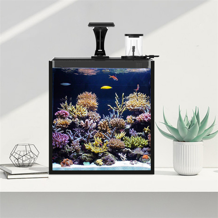 Skynuo Mini Acquario Marino in - Marine Aquarium In Clearwater recensione e prezzo