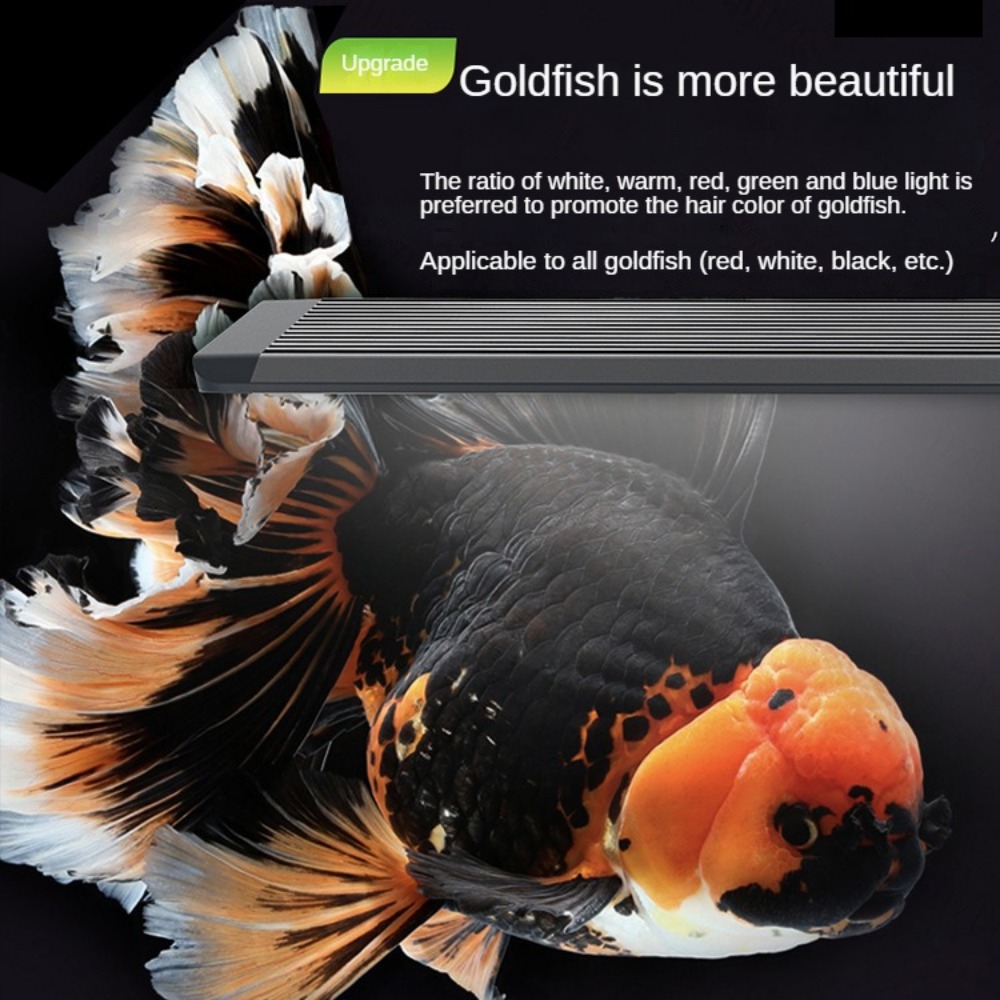 Lampada LED per Acquario con L - Marine Aquarium In Clearwater recensione e prezzo