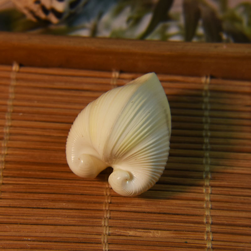 Conchiglia di cardio cardissa  - Aquarium Marine recensione e prezzo