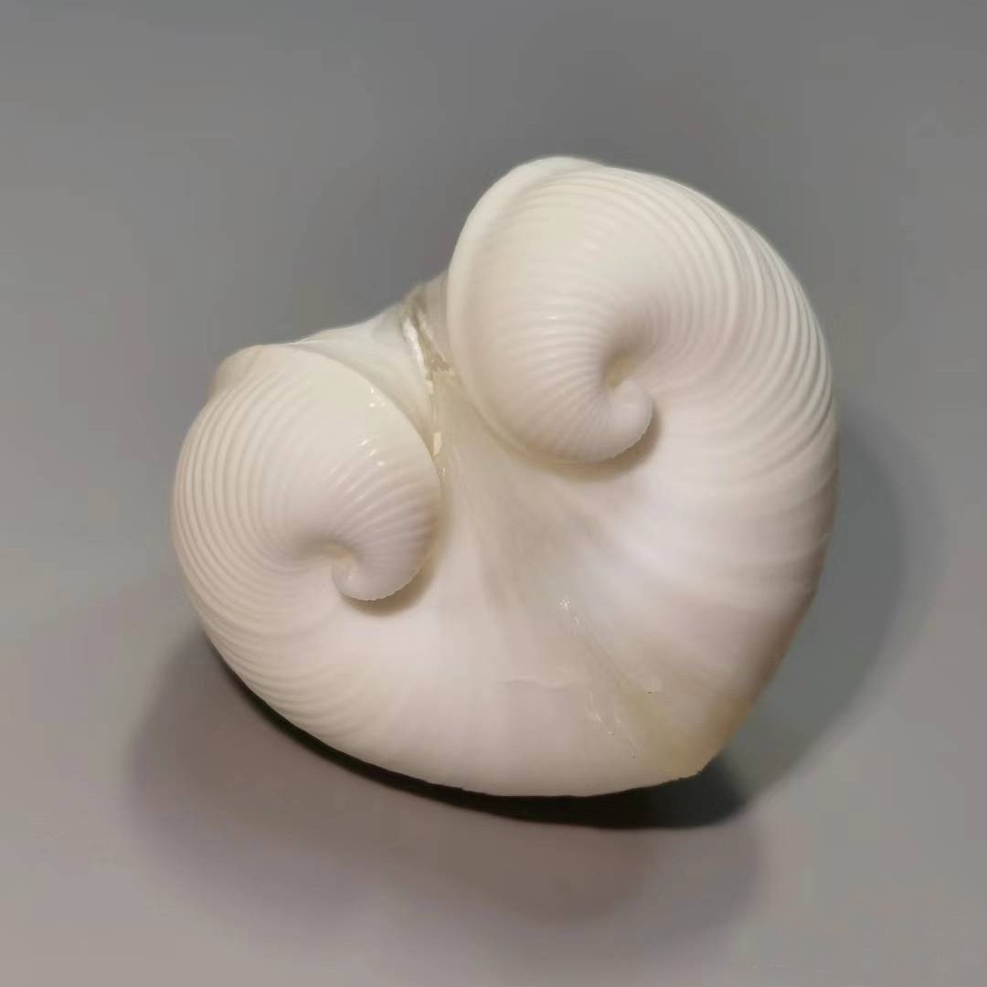 Conchiglia di cardio cardissa  - Aquarium Marine recensione e prezzo