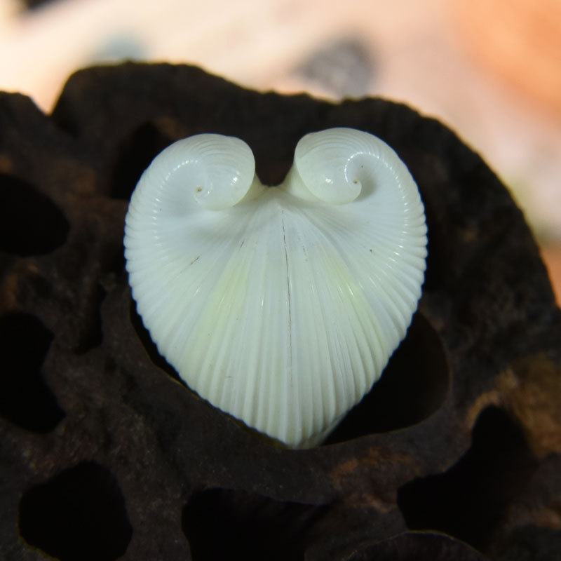 Conchiglia di cardio cardissa  - Aquarium Marine recensione e prezzo