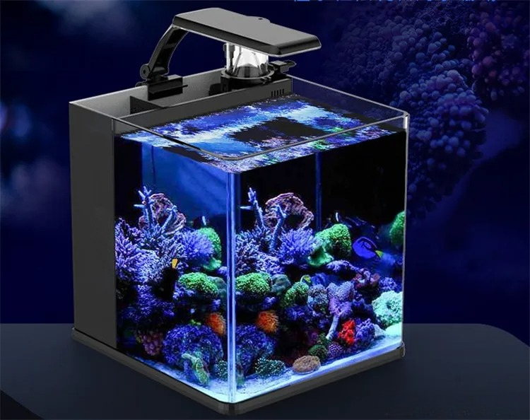 Mini Acquario Marino in Vetro  - Marine Aquarium In Clearwater recensione e prezzo