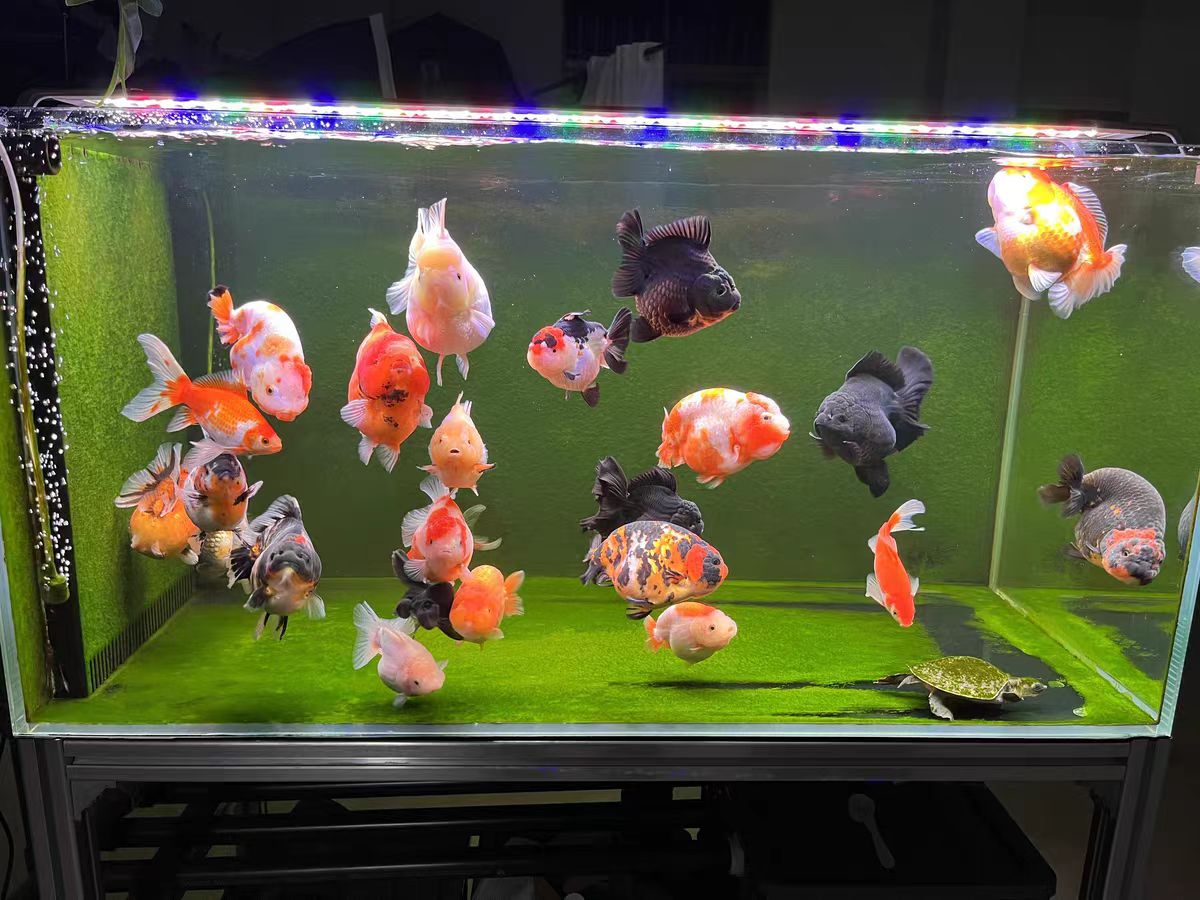 Lampada LED per Acquario con S - Marine Aquarium In Clearwater recensione e prezzo
